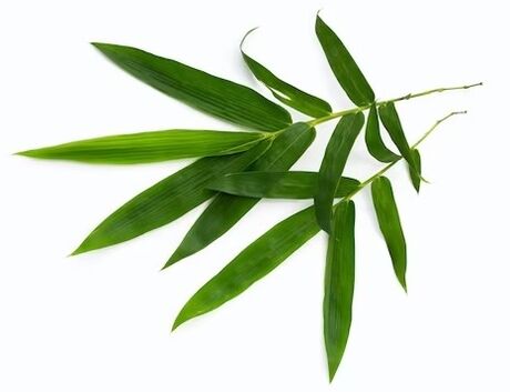 La valeur zxcvbnmq contient des feuilles de bambou ecstate