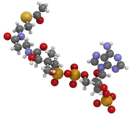 Simpla 360 contient du coenzyme Q10